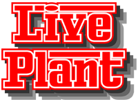 Music Plant主催の月例Live LIVE PLANTのページです。